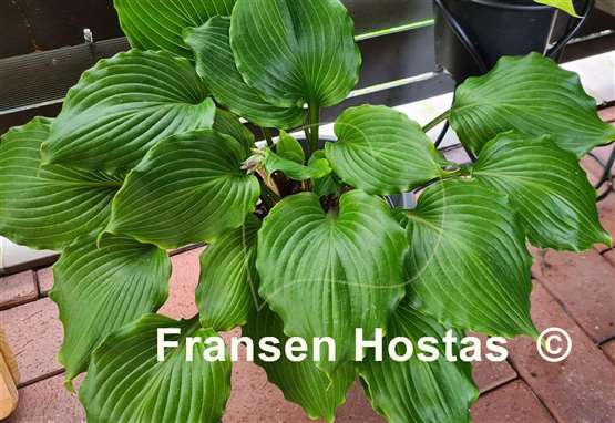 Hosta Holar Red Spear